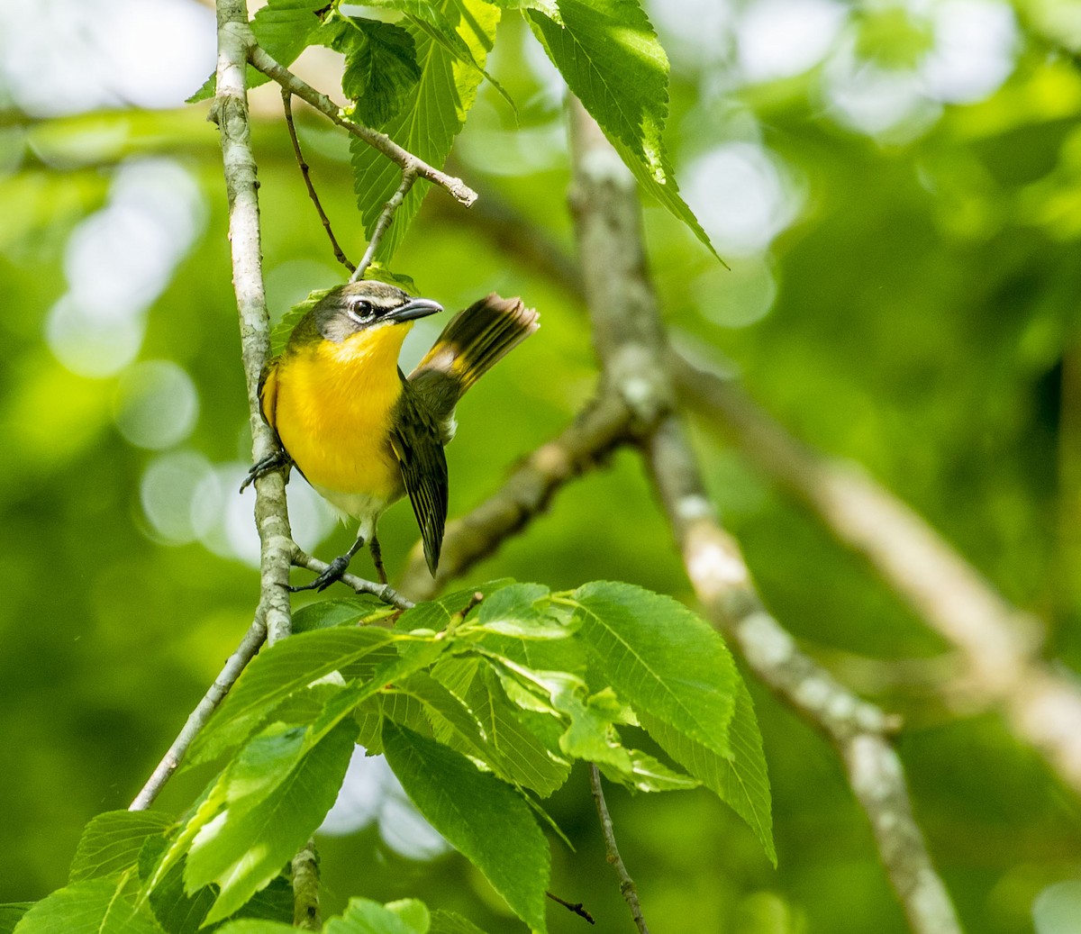 Yellow-breasted Chat - ML448473701