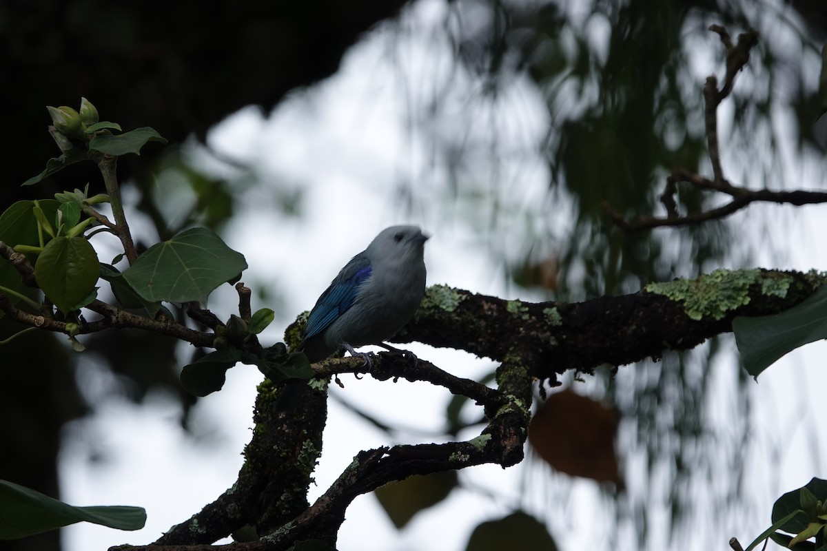 Blue-gray Tanager - ML448476081
