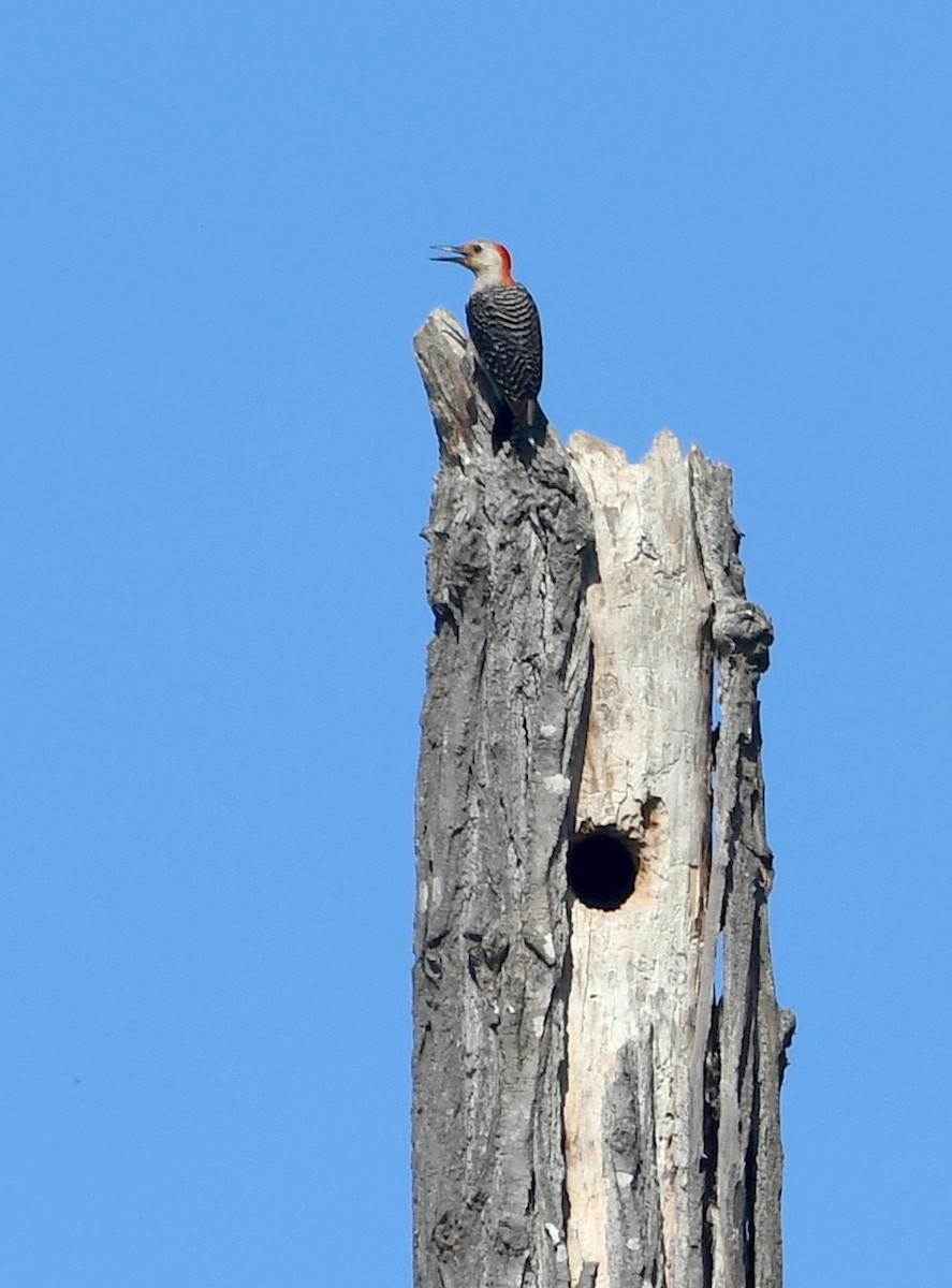 Red-bellied Woodpecker - ML448482791
