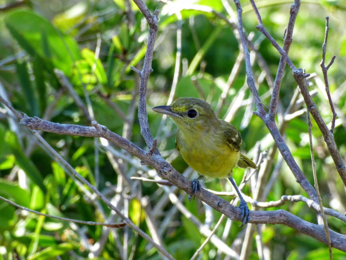 Thick-billed Vireo - ML44849101