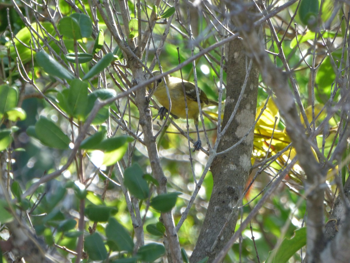 Thick-billed Vireo - ML44849111