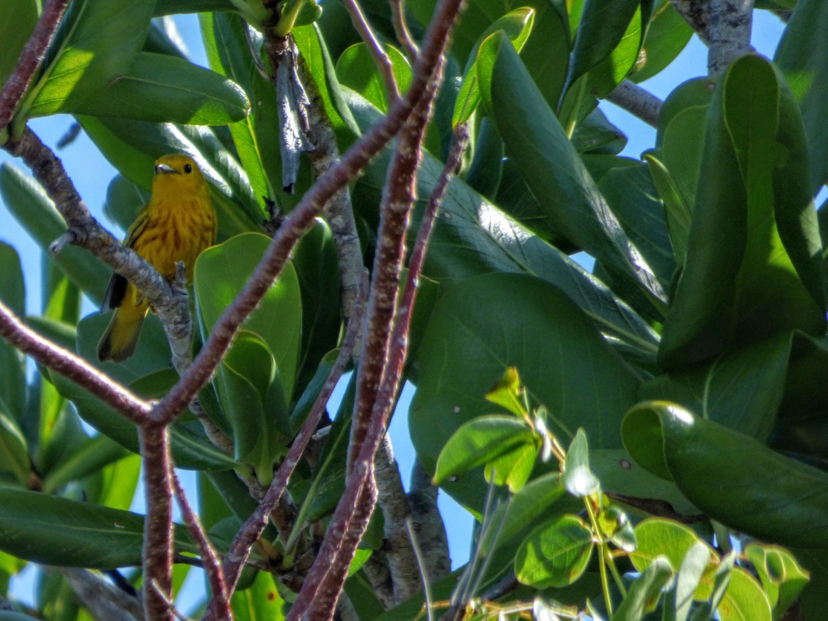 Yellow Warbler - ML44849551