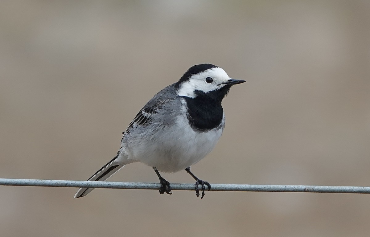 White Wagtail (White-faced) - ML448504491