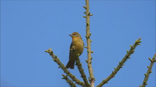 Hepatic Tanager - ML448505751