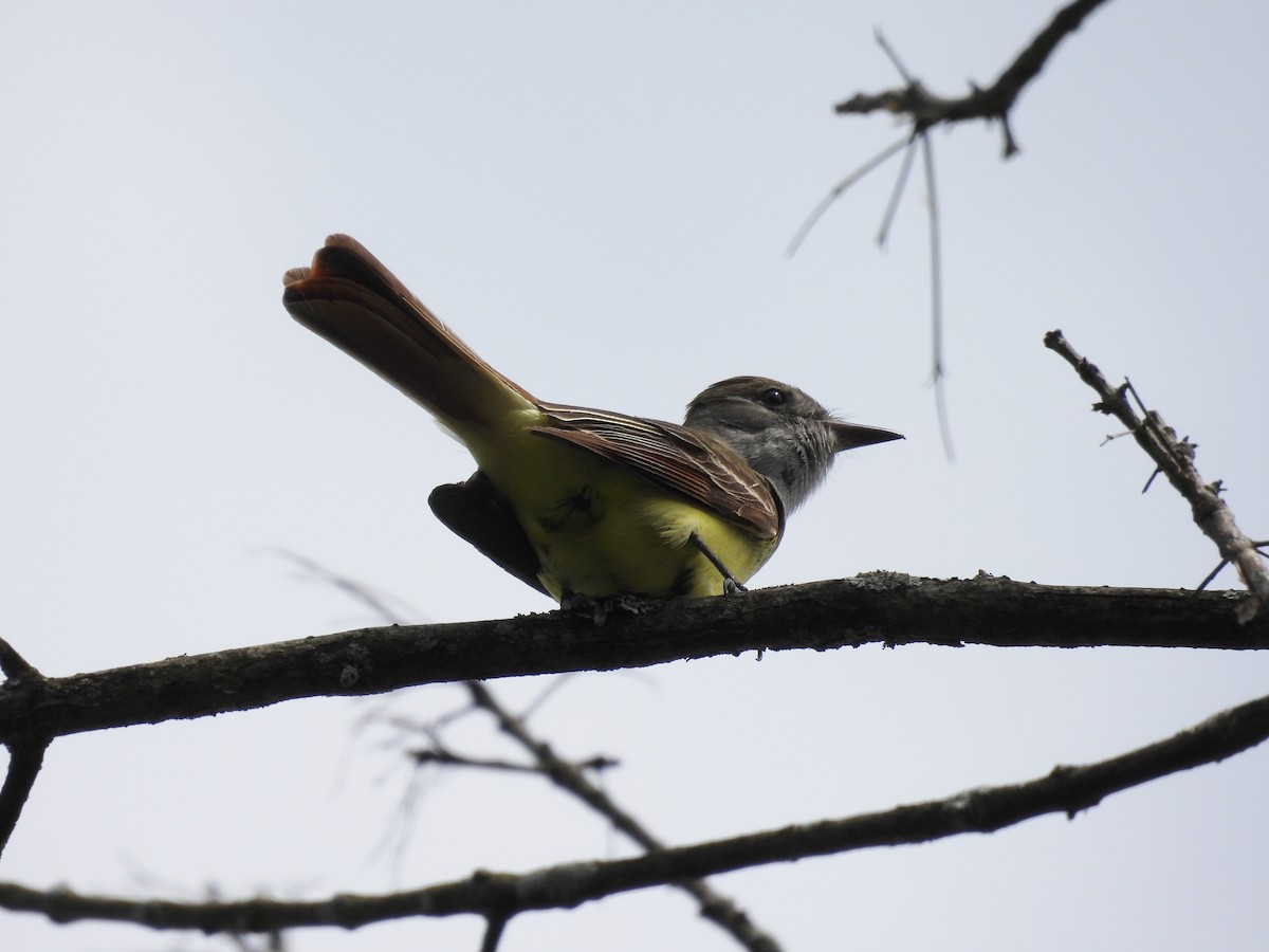 Great Crested Flycatcher - ML448508981