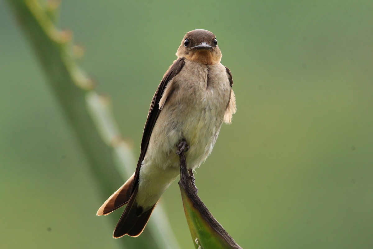 Southern Rough-winged Swallow - ML448520931