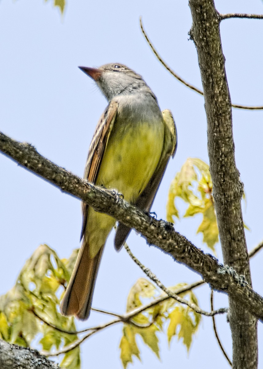 Great Crested Flycatcher - ML448523501