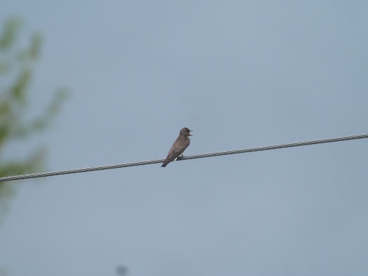 Northern Rough-winged Swallow - ML448531281