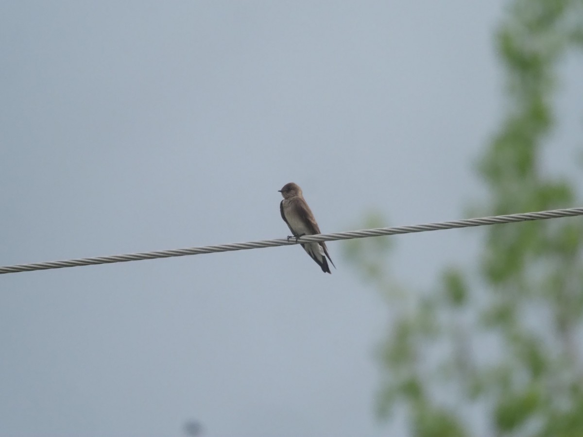 Northern Rough-winged Swallow - ML448531341