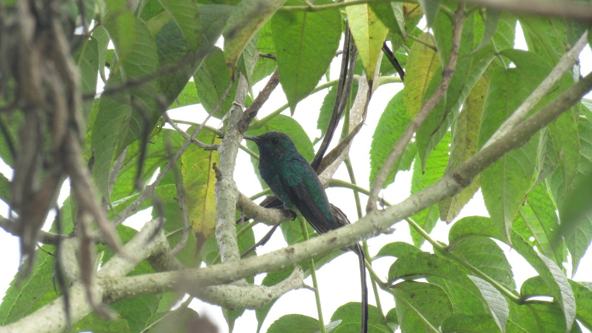 Shining-green Hummingbird - ML448538931
