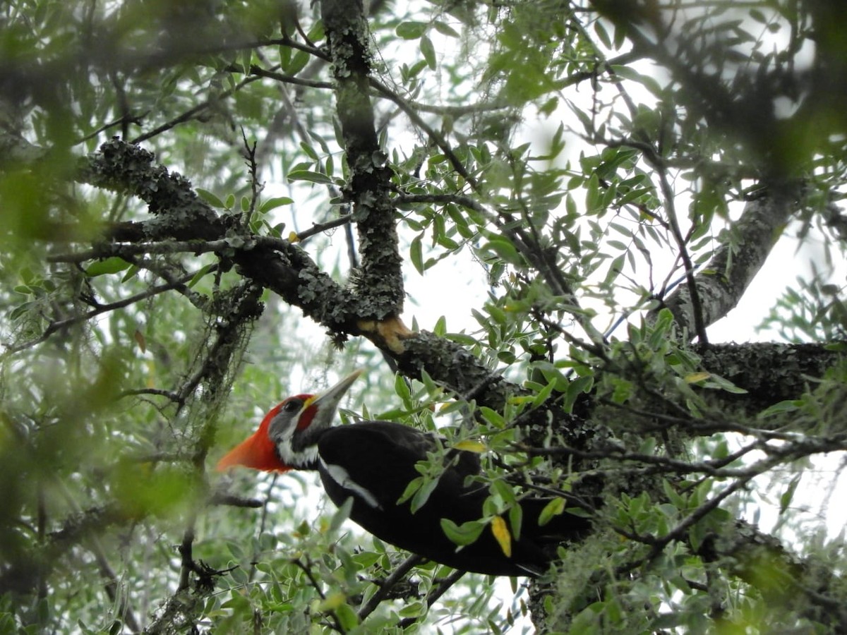 Black-bodied Woodpecker - Alejandro Penco