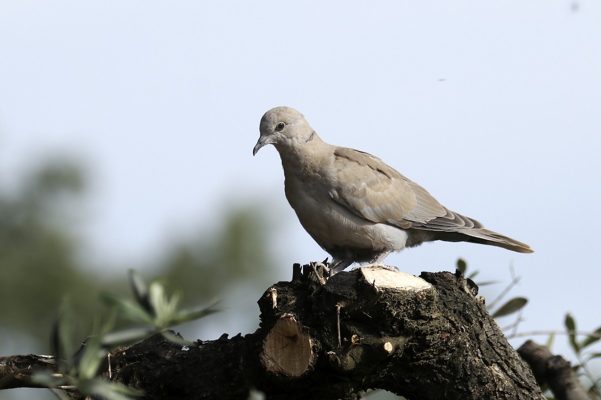 Eurasian Collared-Dove - ML448544751