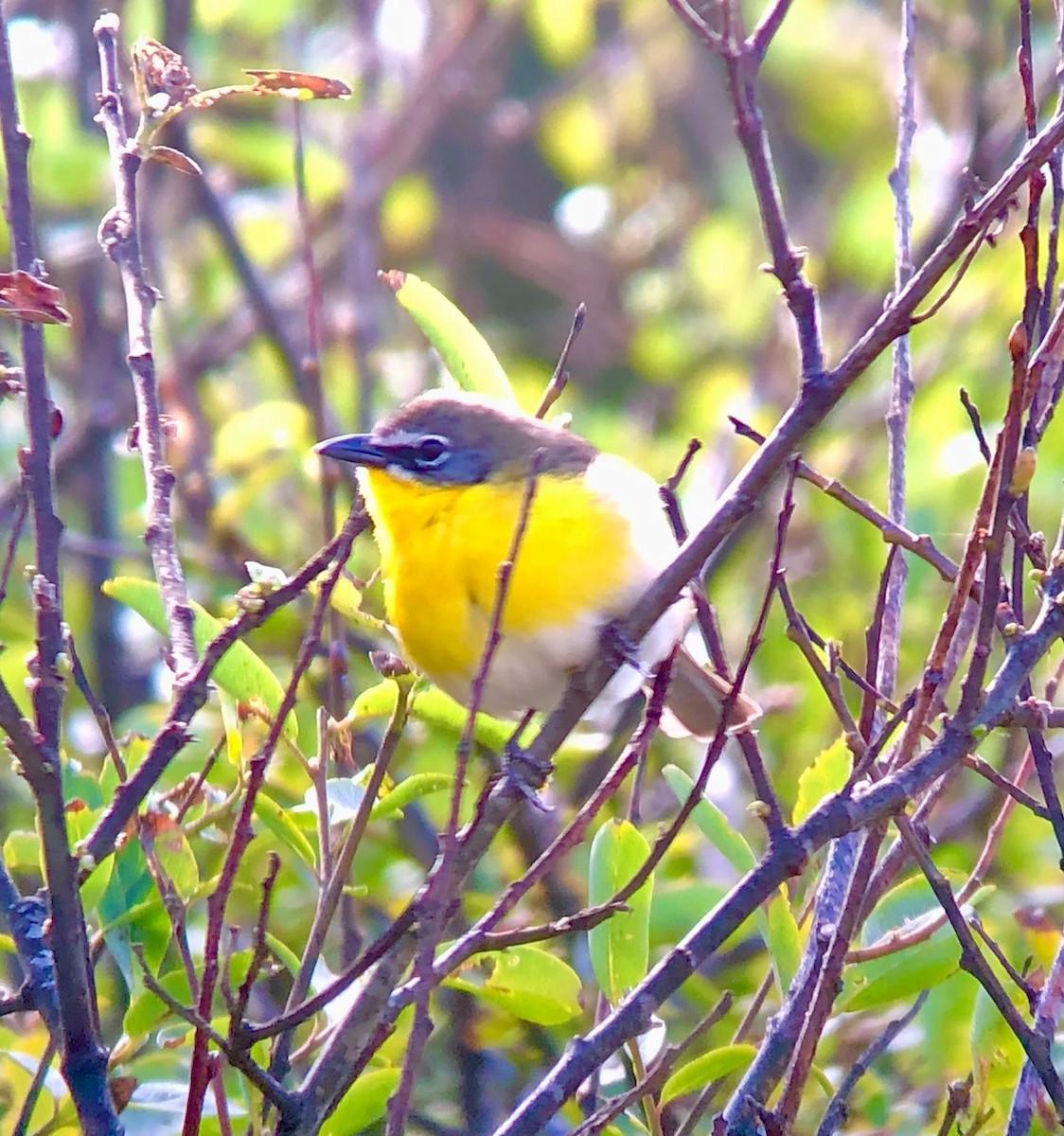 Yellow-breasted Chat - ML448550701