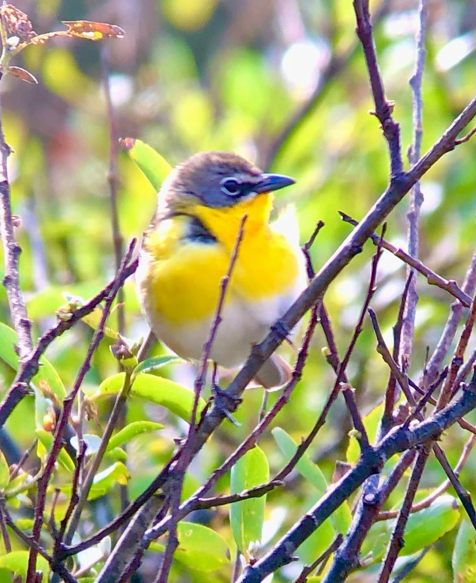 Yellow-breasted Chat - ML448550781
