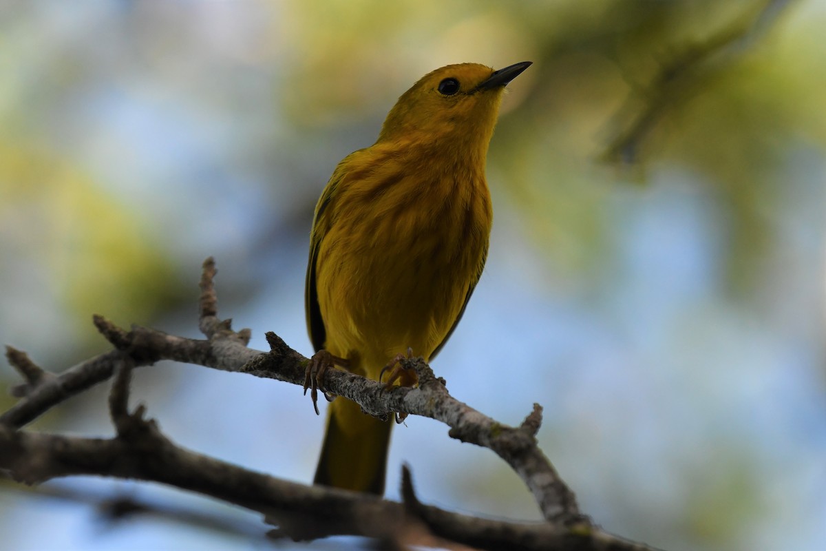 Yellow Warbler - Clay Bliznick