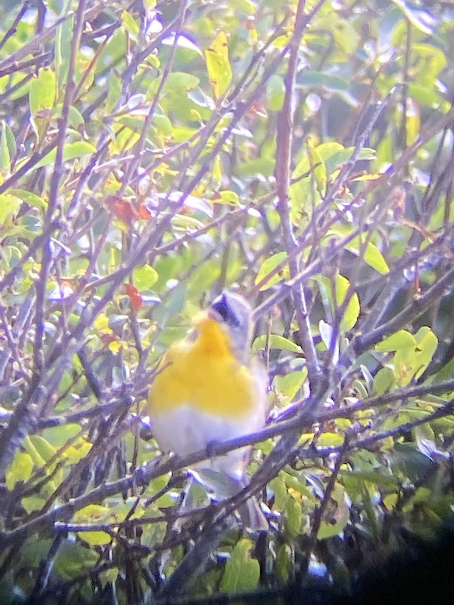 Yellow-breasted Chat - ML448558561