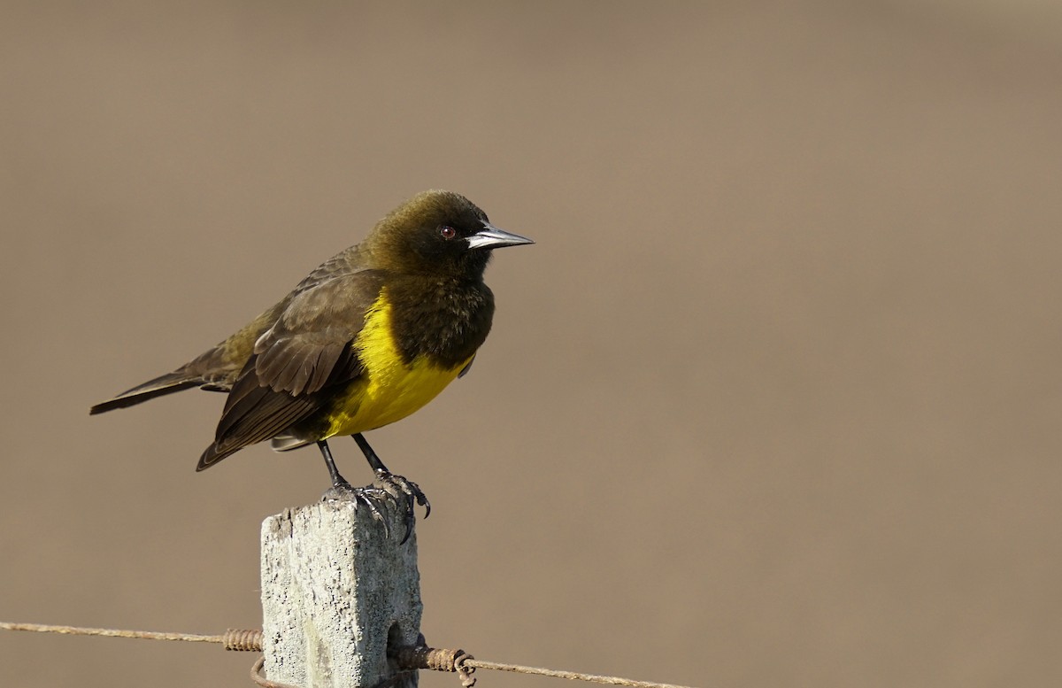 Brown-and-yellow Marshbird - ML448561861