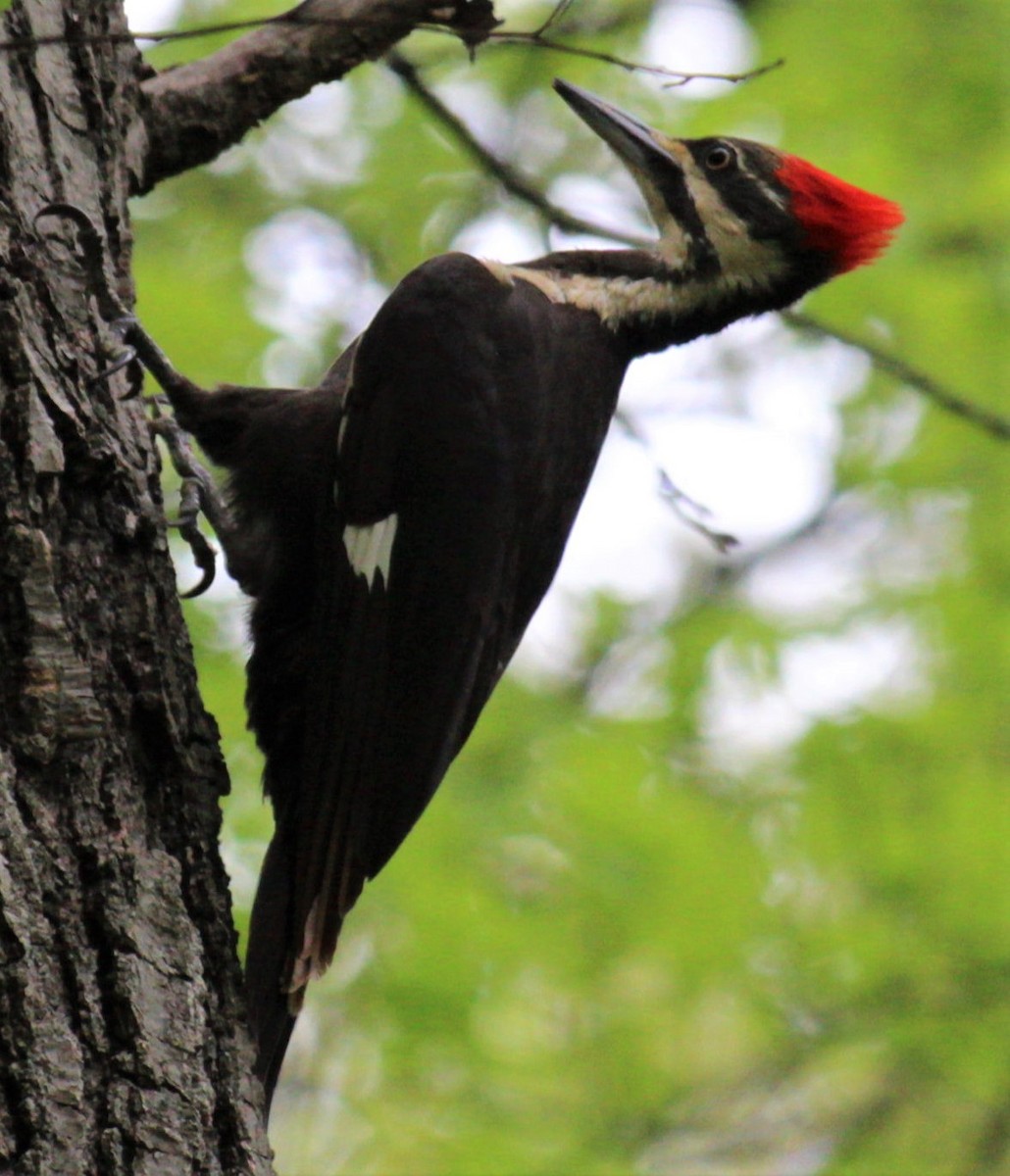 Pileated Woodpecker - ML448568161