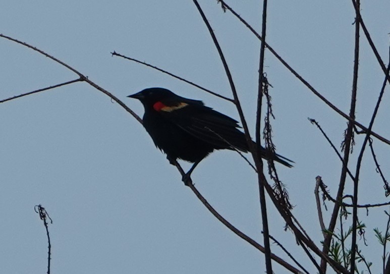 Red-winged Blackbird - ML448583131