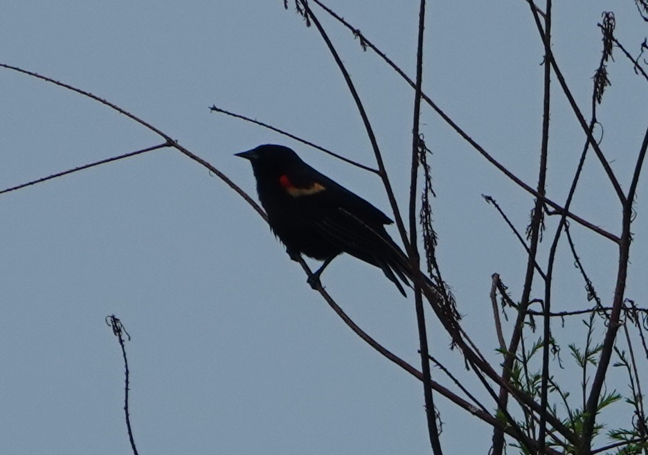 Red-winged Blackbird - ML448583171