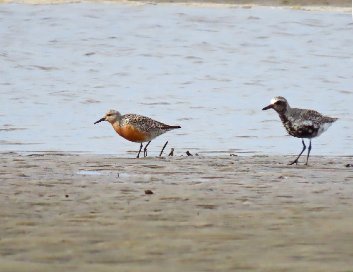 Red Knot - ML448583831