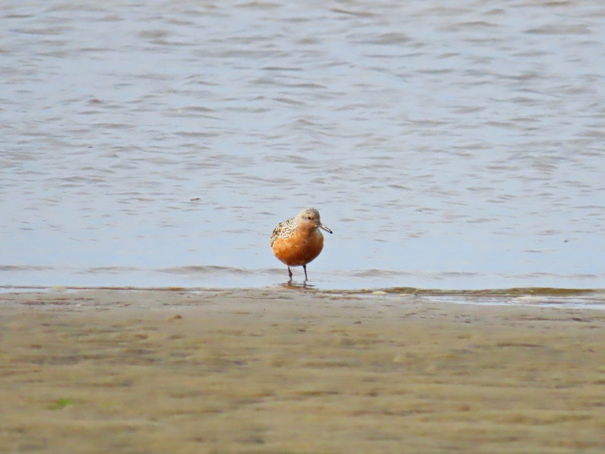 Red Knot - ML448583941