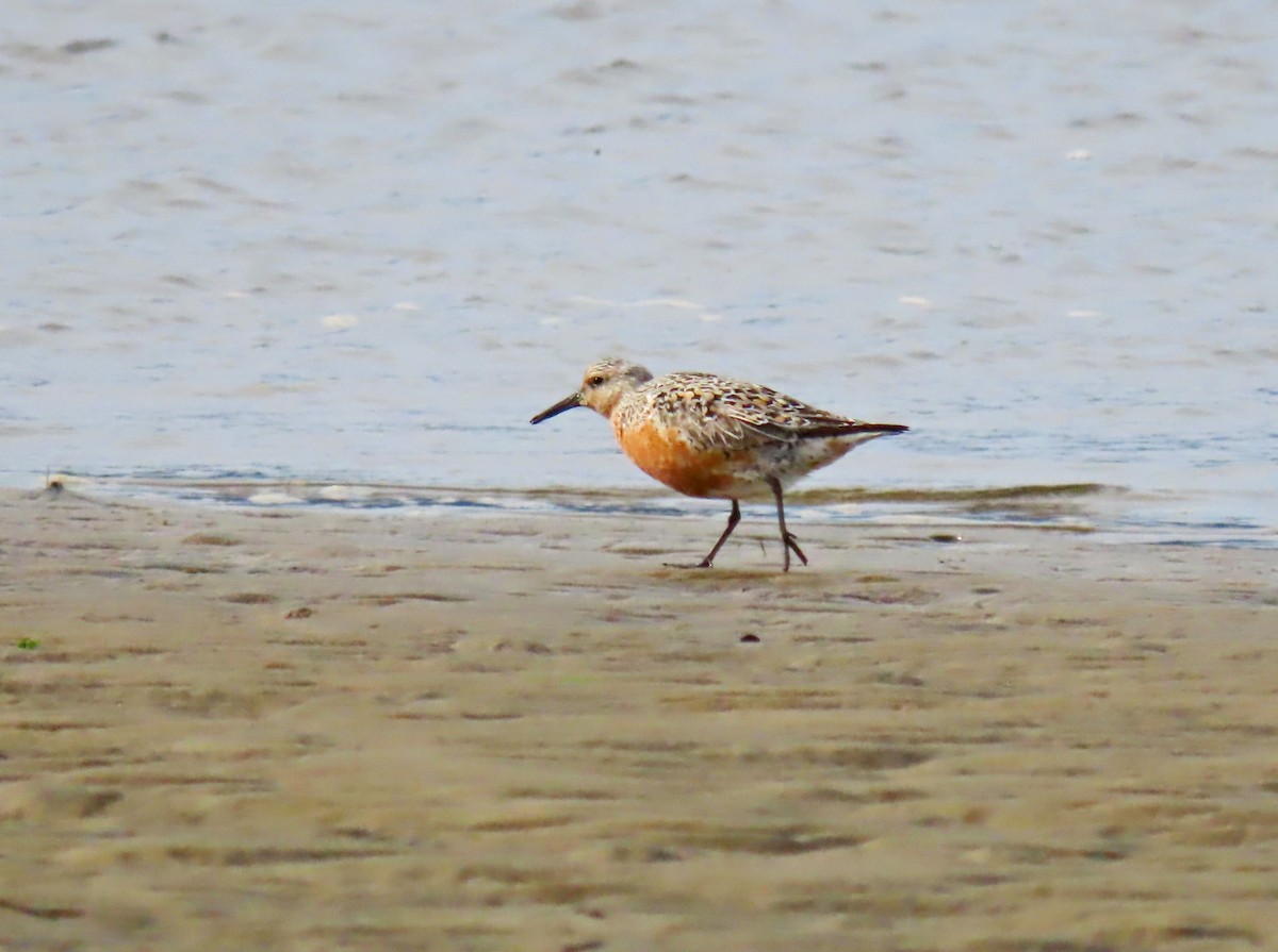 Red Knot - ML448584921