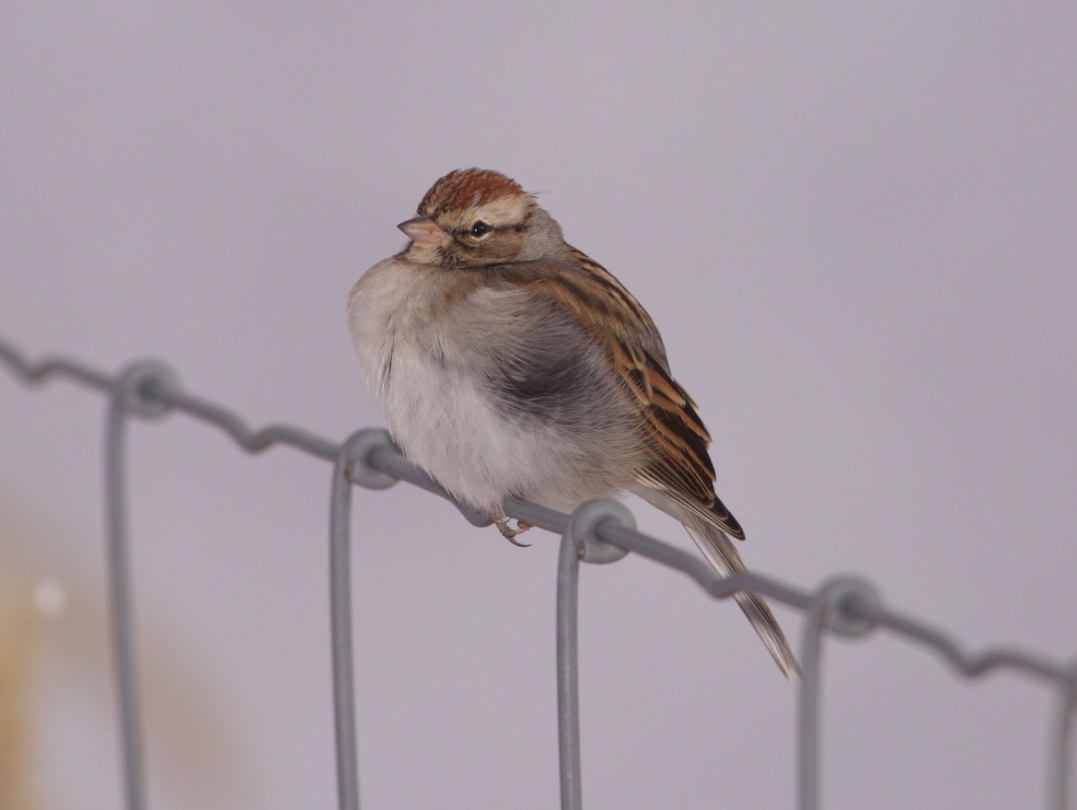 Chipping Sparrow - Stefan Minnig