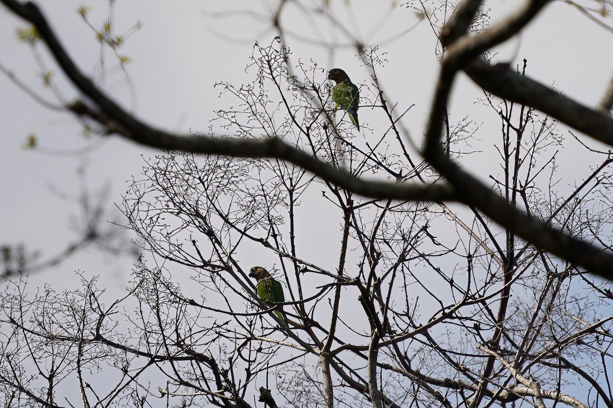 Brown-throated Parakeet (Veraguas) - Beny Wilson
