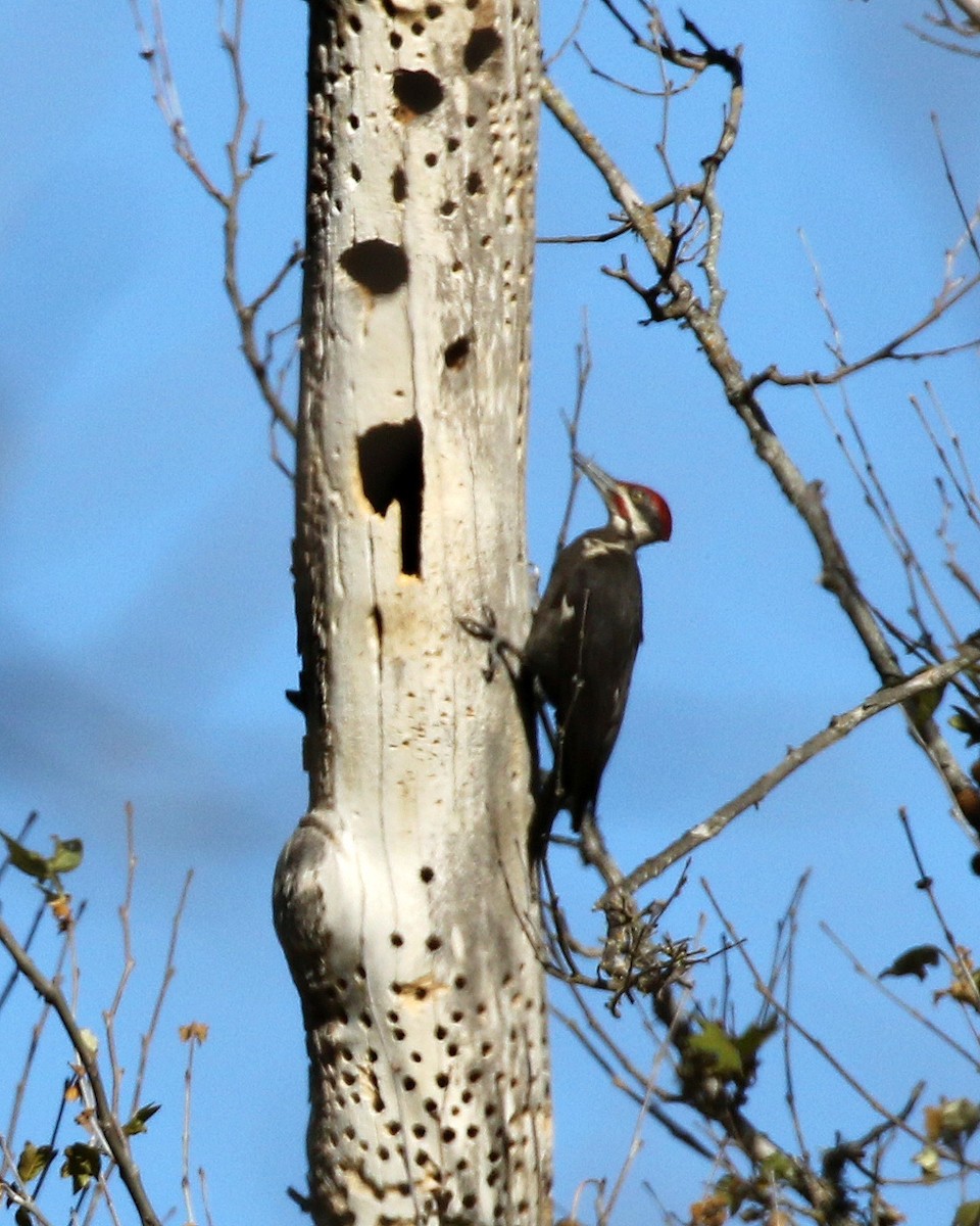 Pileated Woodpecker - Michael Hawk