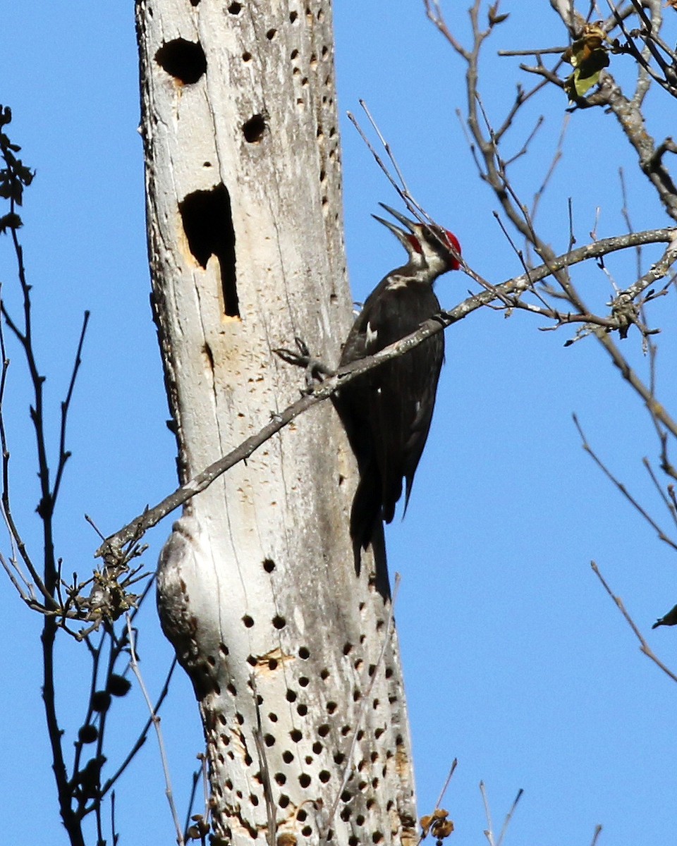 Pileated Woodpecker - ML448587471