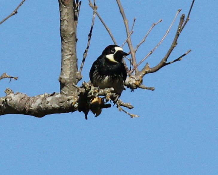 Acorn Woodpecker - ML448593501