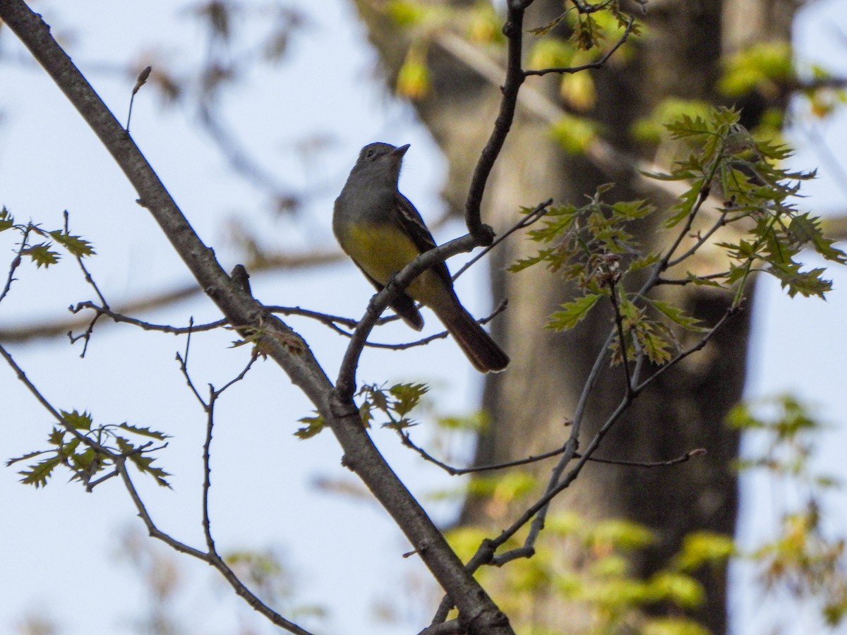 Great Crested Flycatcher - Amy B