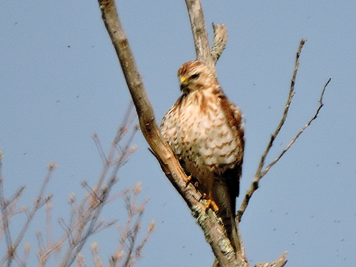 Red-shouldered Hawk - Melody Walsh