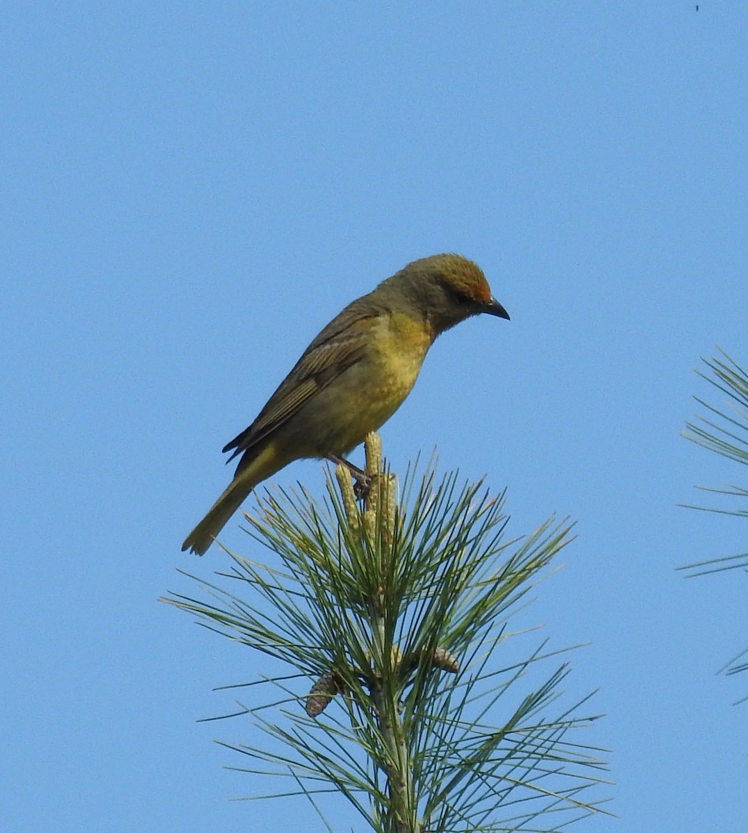 Hepatic Tanager - ML448609081