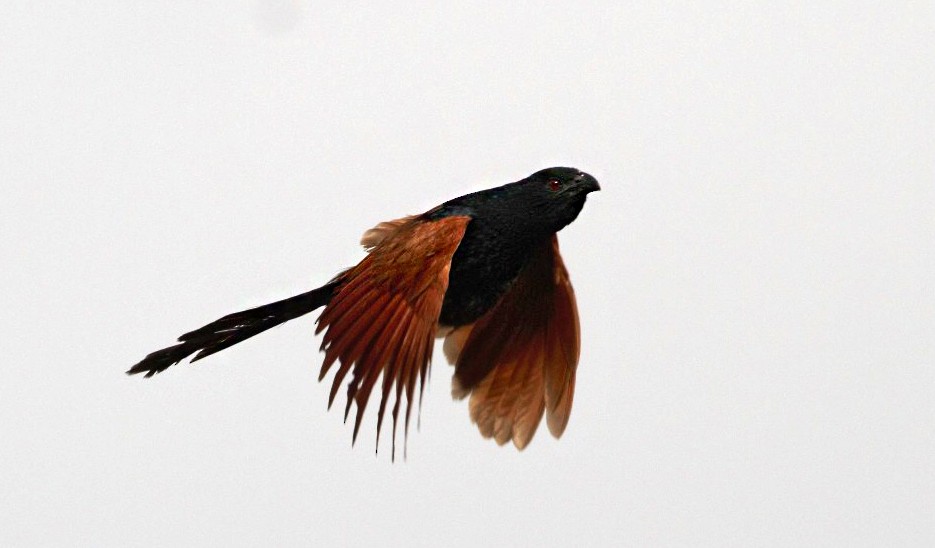 Malagasy Coucal - Charley Hesse TROPICAL BIRDING
