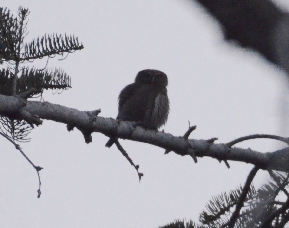 Northern Pygmy-Owl - Timothy Spahr