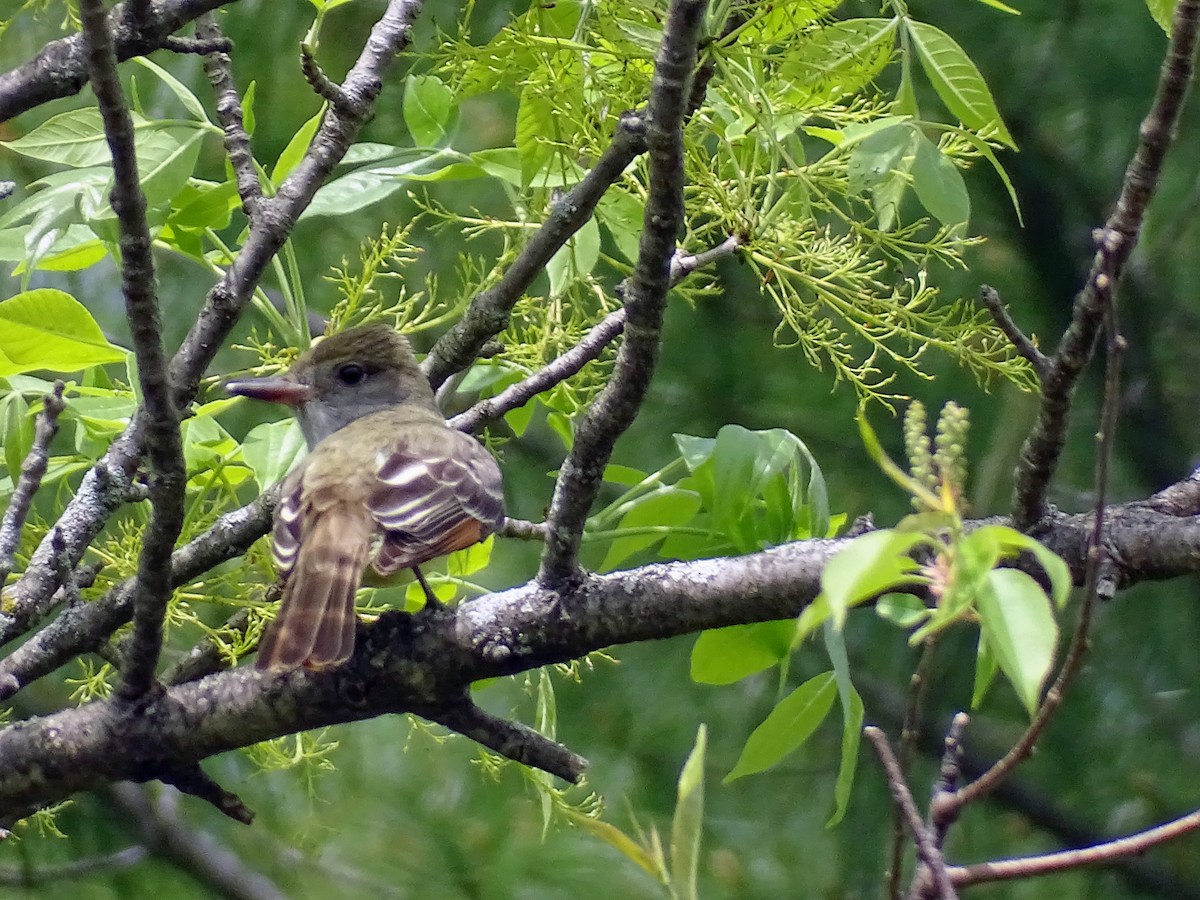 Great Crested Flycatcher - ML448629901
