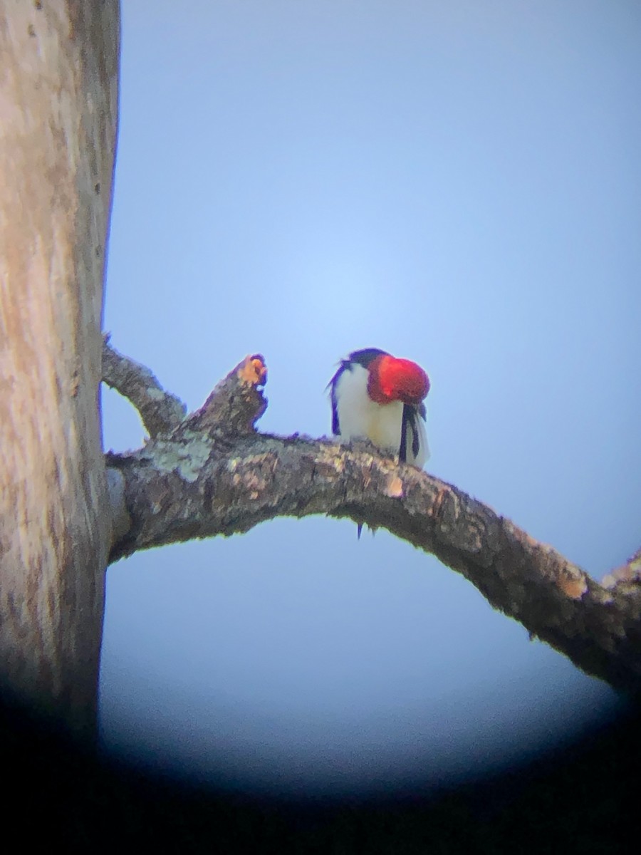 Red-headed Woodpecker - ML448631591