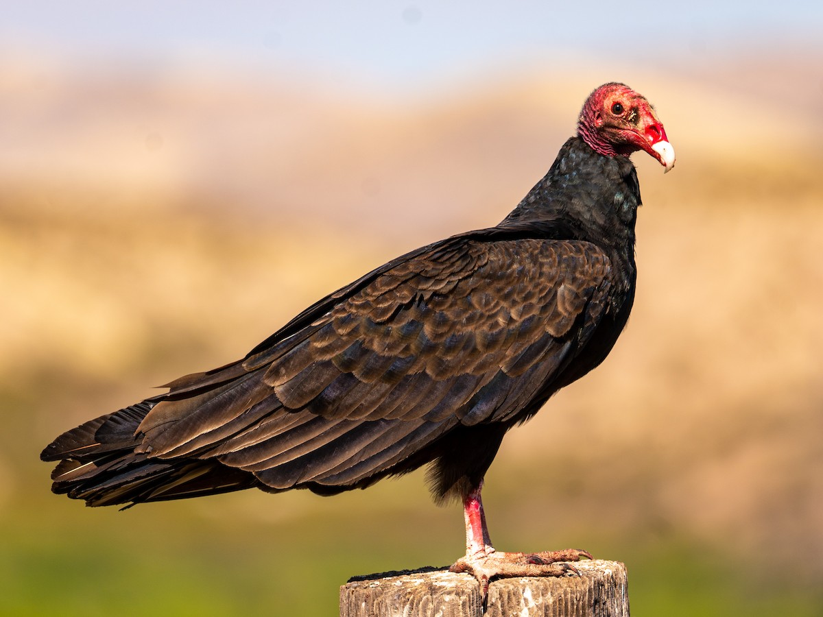 Turkey Vulture - ML448636011