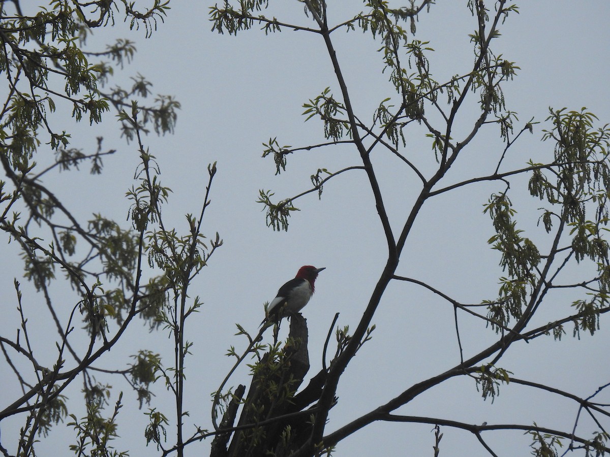 Red-headed Woodpecker - Dede Kotler