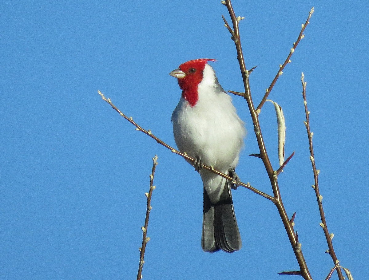 Red-crested Cardinal - ML448644251