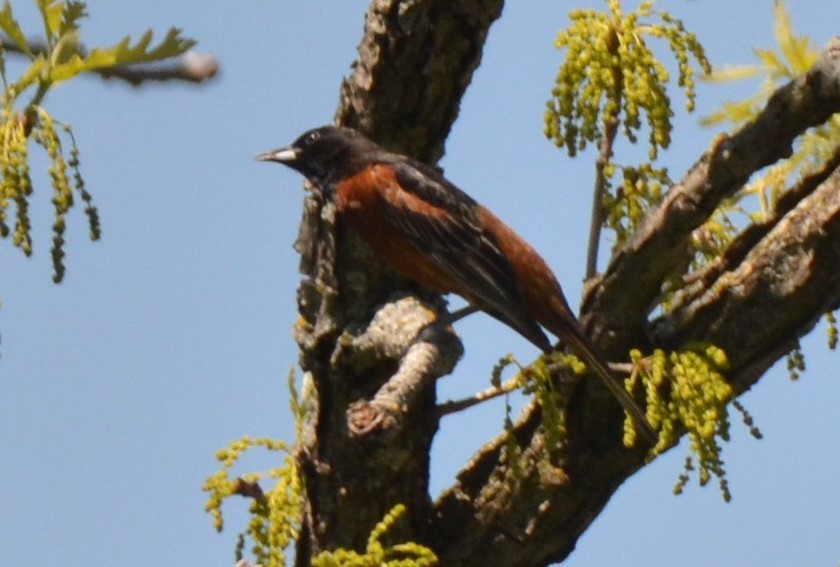 Orchard Oriole - ML448645821