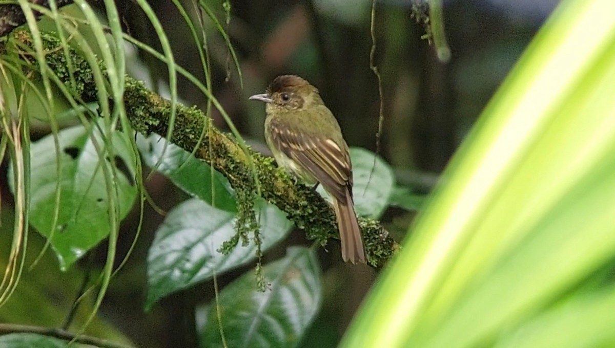 Sepia-capped Flycatcher - ML448649721