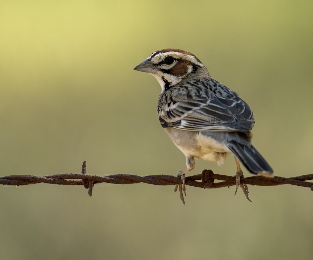 Lark Sparrow - Linda Gal