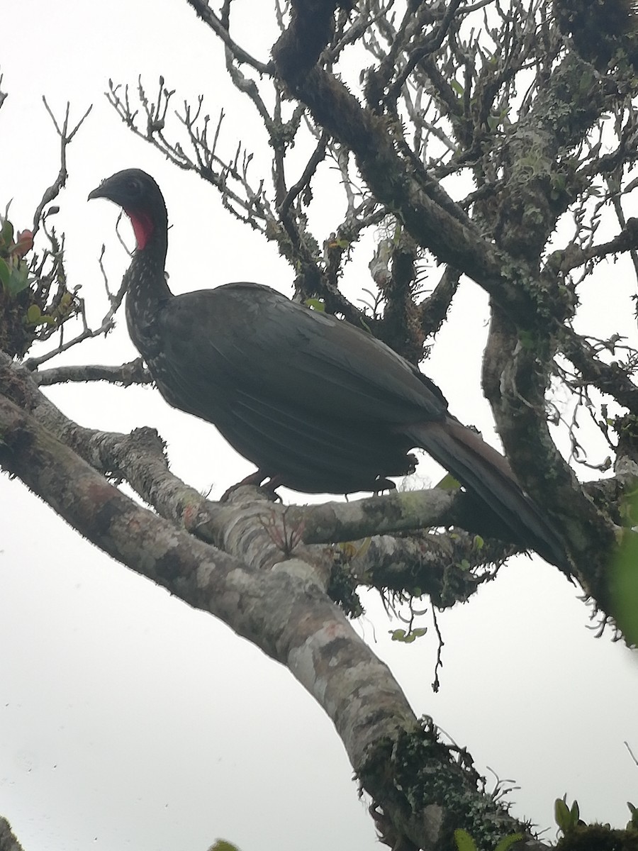 Crested Guan - ML448652901