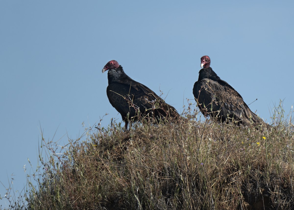 Turkey Vulture - ML448654891