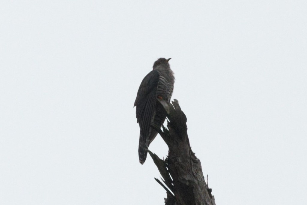 Madagascar Cuckoo - Charley Hesse TROPICAL BIRDING