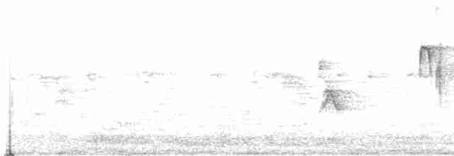 White-crested Tyrannulet (Sulphur-bellied) - ML448661131