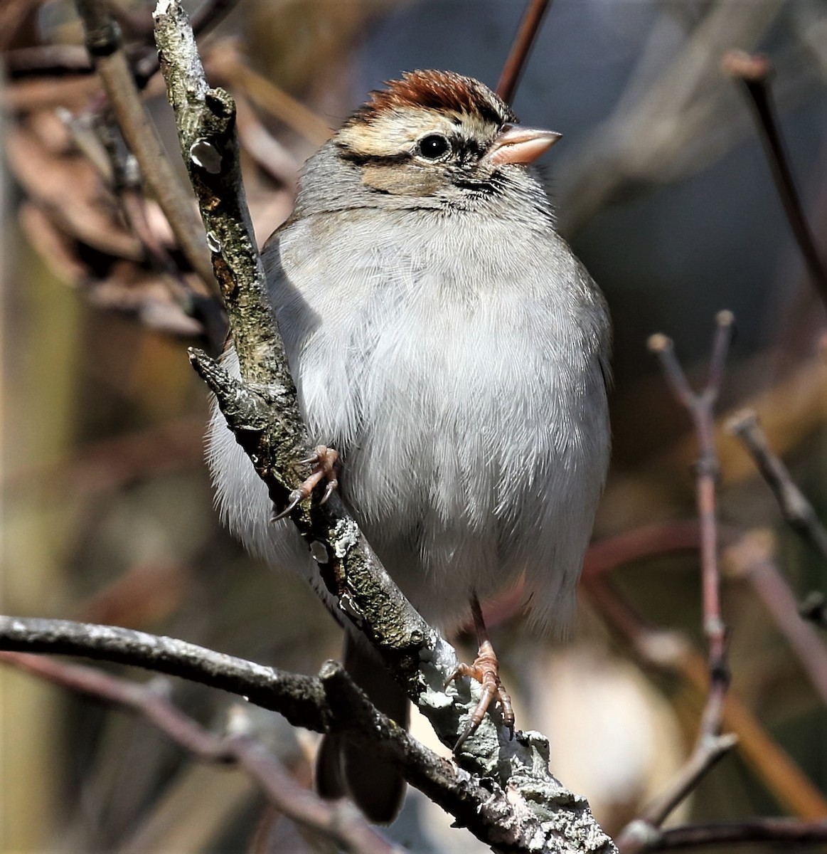 Chipping Sparrow - ML44866301